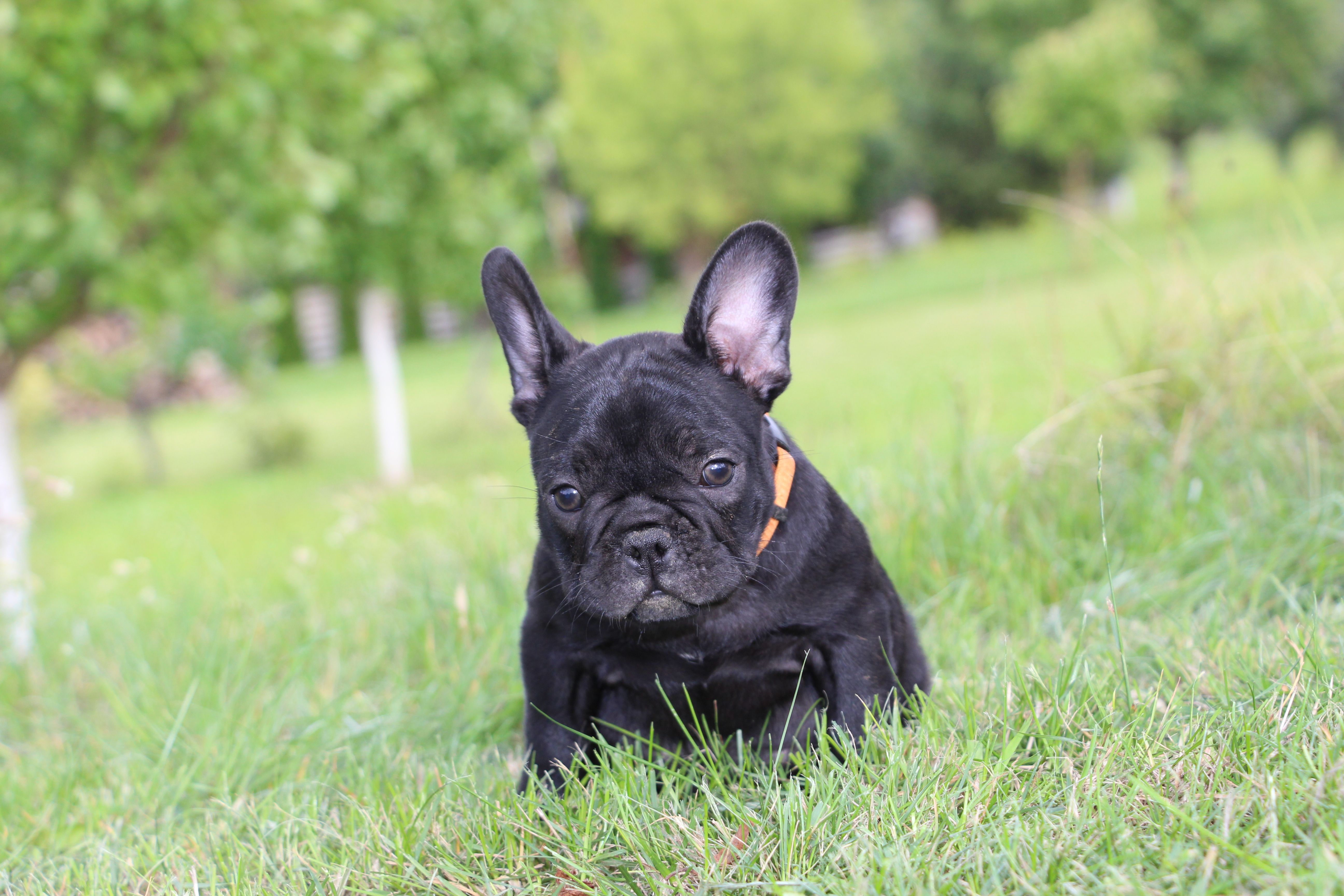  <svg class='orange'></svg> <b>Ma Cherry Melody</b> <svg class='orange'></svg>